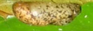 Pupae